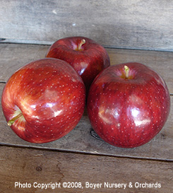 CHRISOLYN™ JONATHAN - EMLA9