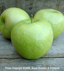 GRANNY SMITH - EMLA7A