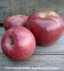 RED STAYMAN WINESAP - EMLA26