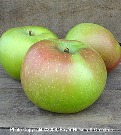 SUMMER RAMBO - EMLA106