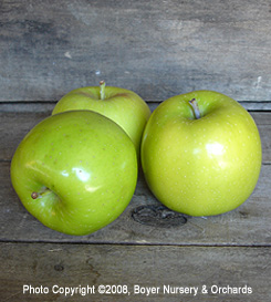 GRIMES GOLDEN - EMLA7A